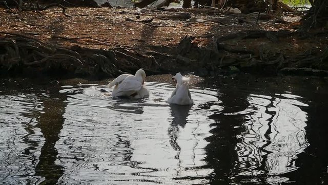 Duck balancing and flapping wings while climbing on top of female mate in a lake, slow motion