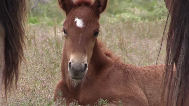 Cute Wild Horse Foal in the Utah Desert