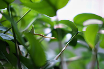 Close up of an aerial root from a Rhaphidophora Tetrasperma or Monstera Minimal house plant