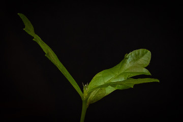 Blumen