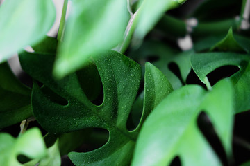 Close up of the wet leaves from a Rhaphidophora Tetrasperma or Monstera Minimal house plant - obrazy, fototapety, plakaty