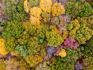 Drone photo of peak foliage upstate New York during the autumn fall season.