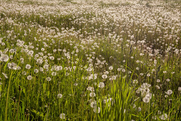 a glade of dandelions lit by the evening sun