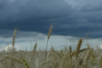 field with wheat