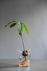Avocado plant seed sprouting in a jar with water growing bright green leaves from the front with...