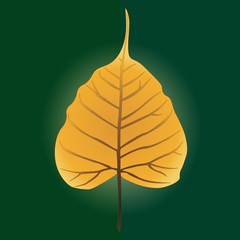 Golden heart leaf Sacred fig Vector illustration