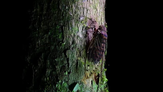 This Giant Cicada Climbing a Tree in the Night, Megapomponia intermedia, found in the jungles of Thailand; it can fit in palm of one&rsquo;s hand and makes a shrilling deafening sound.