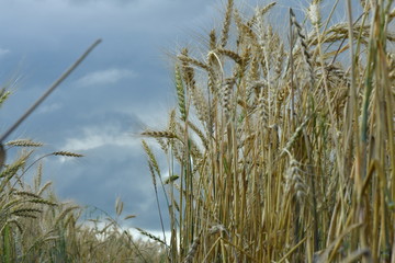 field with wheat