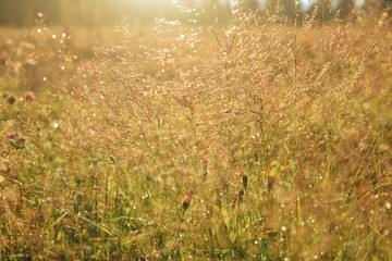 Blurred sunny grass at the field, nature background warm summer evening at the meadow close to forest at finnish farm