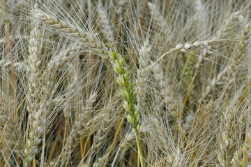 field with wheat