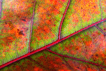 Fall color leaf autumn texture