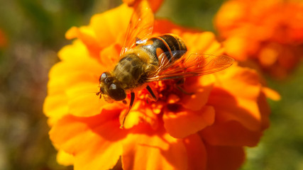 The bee stands on an orange flower and wants to collect pollen, top photo and close-up, selectively focuses on the wing and tail.