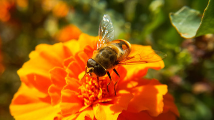 A bee stands on an orange flower and wants to collect pollen, top photo and close-up, selectively focuses on the back.