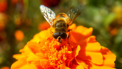 The bee stands on an orange flower and collects pollen with a proboscis, top photo and close-up, selectively focuses on large eyes and antennae.