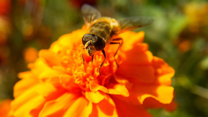 A bee stands on an orange flower and prepares to collect pollen, front view, selective focus on large eyes.