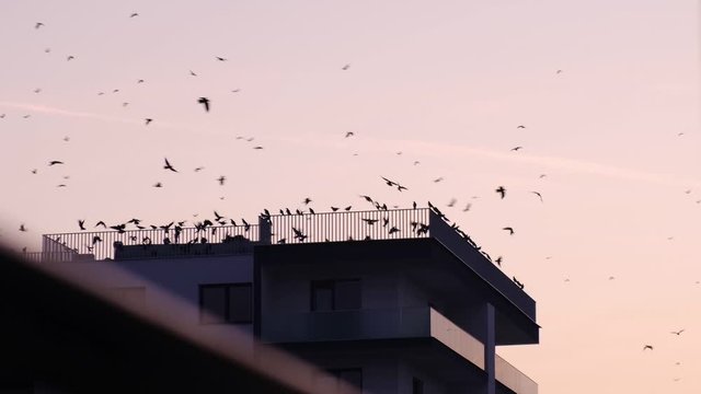 Silhouettes of crows taking off from an apartment building terrace at sunset, in Bucharest, Romania.