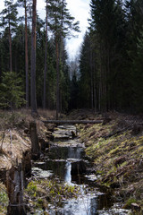 ditch in the forest