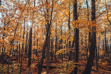 Fall colors on the tree leaves in the Upper Peninsula of Michigan