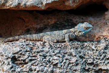 Stellion or agama-gardun is a species of agamidae lizards from the monotypic genus Stellagama.