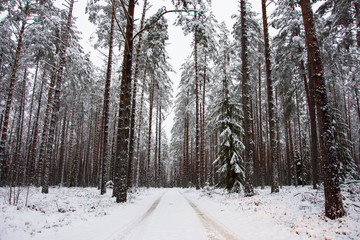 forest in winter