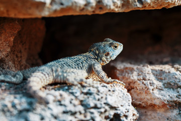 Stellion or agama-gardun is a species of agamidae lizards from the monotypic genus Stellagama.