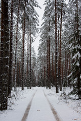 forest in winter