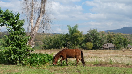 Fototapeta premium Brown horses walk and eat in the field