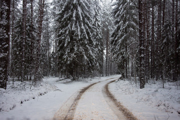 road in winter forest