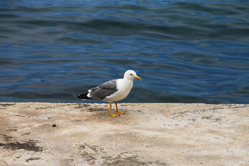 One seagull standing near blue sea