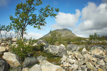 Idyllic mountain view at the Saanatunturi fell and rocks by a dwarf birch in Enontekio, Kilpisjarvi, Finnish Lapland, Finland.