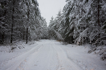 Fototapeta premium road in winter forest