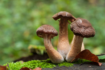 Group of brown mushrooms on tree trunk in the forest