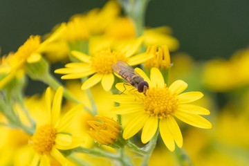 Blumen