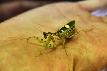 the amazing world of mantis insects