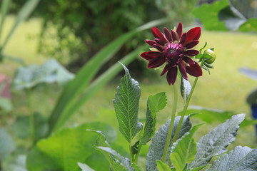 growing dahlia flower 
