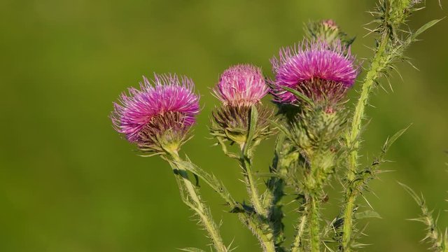 Closeup of milk thistle  (Silybum marianum) flowerheads against a blurred background.