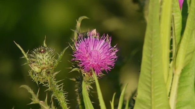 Closeup of a milk thistle  (Silybum marianum) flowerhead against a blurred background.