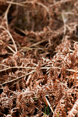 background autumn fern