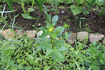 Dahlia Plant wizard of oz
