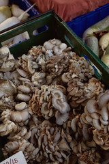 Blue oyster mushrooms for sale at a farmers market in Copley Square on a Fall day.  Boston, Massachusetts. (Pleurotus ostreatus var columbinus)