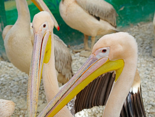 portrait of a beautiful Pelican