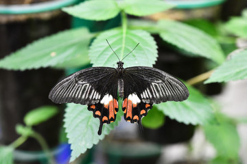 wonderful world of butterfly insects