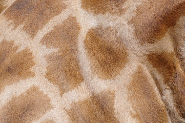 giraffe side close up