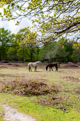 Obraz na płótnie Canvas New Forest, Nationalpark, wilde Pferde, Weideland, Heide, Wanderweg, Frühling, England, Südengland