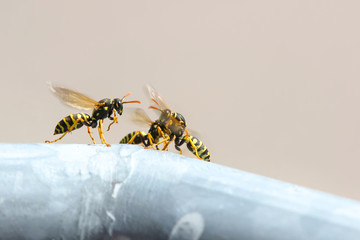 Feldwespen vor ihrem Schlupfloch, Polistes gallicus