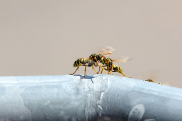 Feldwespen vor ihrem Schlupfloch, Polistes gallicus