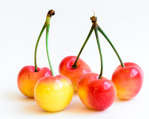 Studio shot group of Rainier cherries with long stems isolated on white