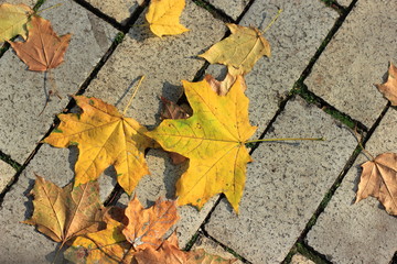 Yellow fallen leaves on a cobbled stone