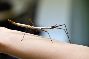 the amazing world of mantis insects