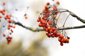 Autumn Rowan tree. Ash berries branch on blurred background . Photo